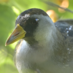 Sora — Head Turned In Dappled Light
