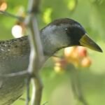 Sora — Hidden In Berry Branches