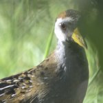 Sora — Peeking Through Tall Grass