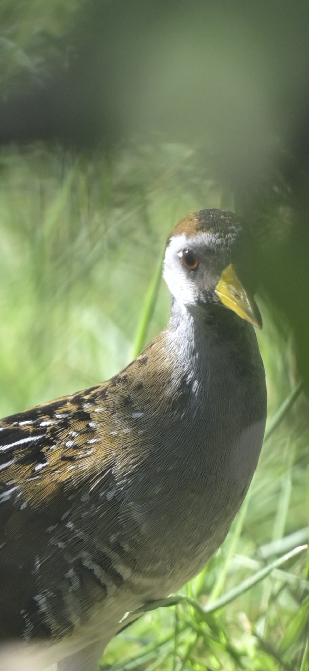 sora-peeking-through-tall-grass Sora — Peeking Through Tall Grass - Image 1