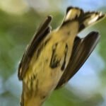 Warbler — Diving In Flight