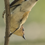 Warbler — Hanging Upside Down On Branch