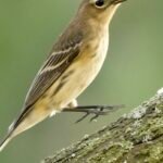 Willow Warbler — Perched On Lichen Branch