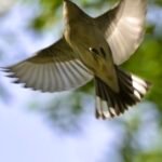 Willow Warbler — Wings Spread In Flight