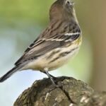 Yellow-Rumped Warbler — Perched On Stump