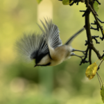 Yellow-Rumped Warbler — Tail Fanned On Branch